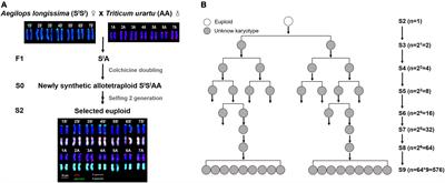 Chromosomal instability and phenotypic variation in a specific lineage derived from a synthetic allotetraploid wheat